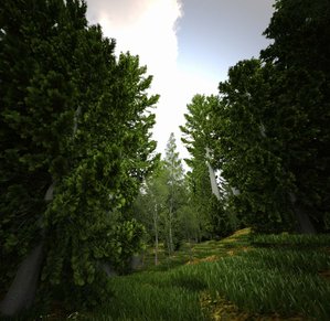 forest2.jpg