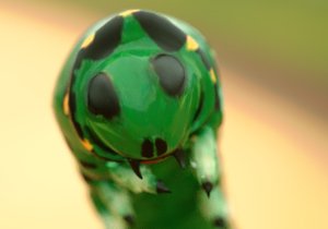 caterpillar_5.jpg