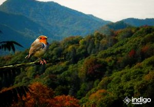 bird_mountain.jpg