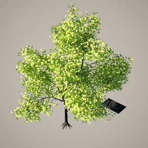 Tree3.png