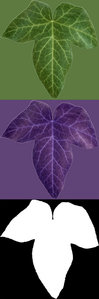 ivy1.jpg (52 KiB) Viewed 16446 times ivy1.jpg