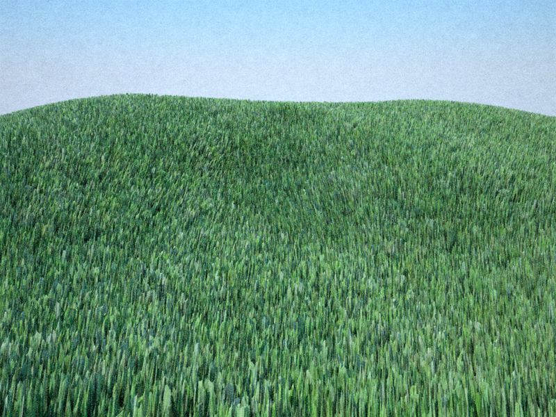 grass2.jpg