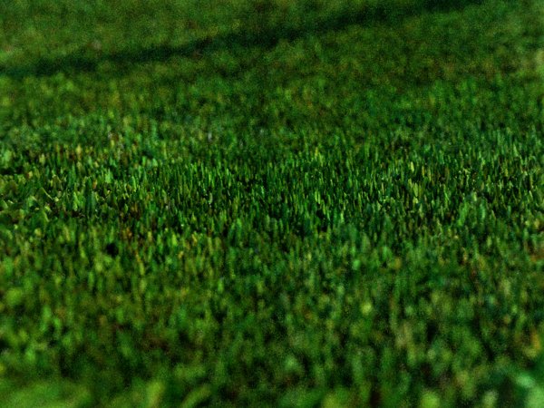 grass-closeup.jpg