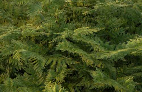 fern2.png