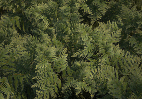 ferns.png