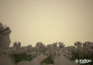 indigo_grass_3_[4_20_2010_10_08_52_PM].jpg