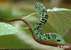 caterpillar_5.jpg