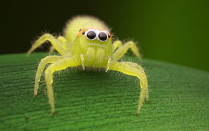 spidy.jpg