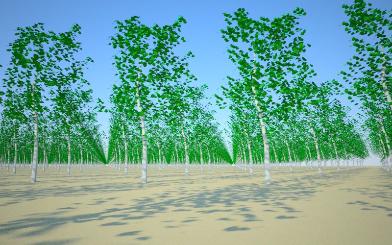 3162 3D trees.jpg