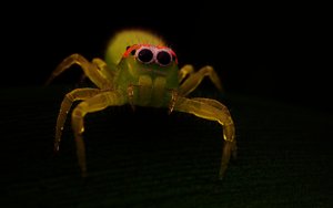 spidy_5407spx_01.jpg