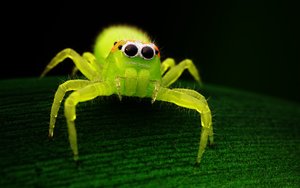 spidy_5407spx_04.jpg