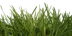 Grass.jpg