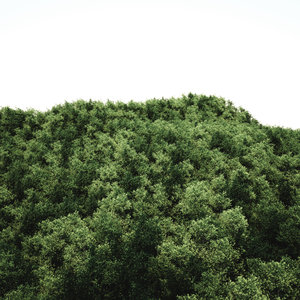 forest.jpg