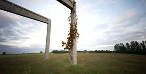 ivy test 1.jpg
