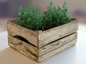 Obstkorb mit Petersilie.jpg