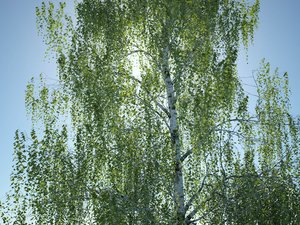 birch_B.jpg