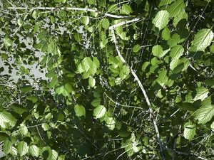 birch_C.jpg