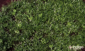 Grass_004 (0;00;00;00).jpg