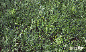 Grass_002.jpg