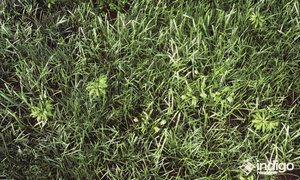 Grass_001 (0;00;00;00).jpg