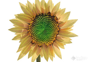 Sunflower Indigo-1.jpg