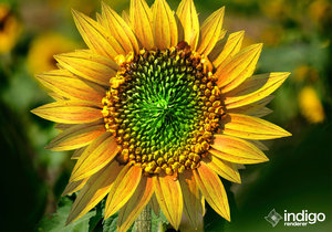 Sunflower 2.jpg