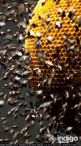 BEEES1.Scene.00020.jpg