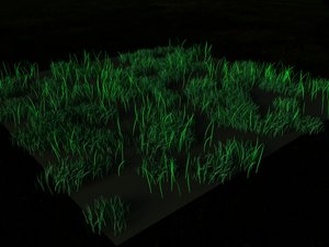 grass.jpg