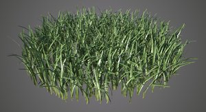 grass.jpg