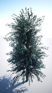 CTZn's tree2.jpg