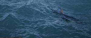 shark 02.jpg
