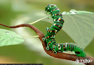 caterpillar_5.jpg