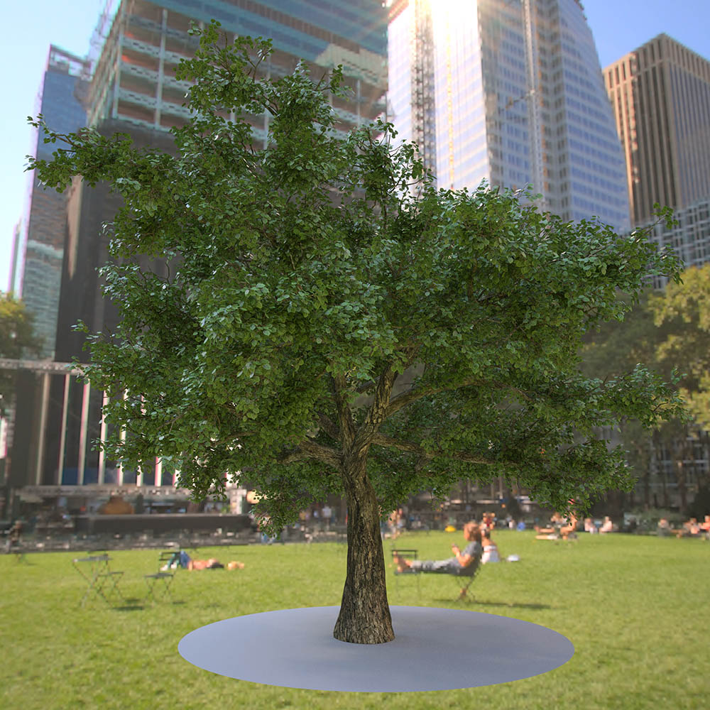 baum.jpg
