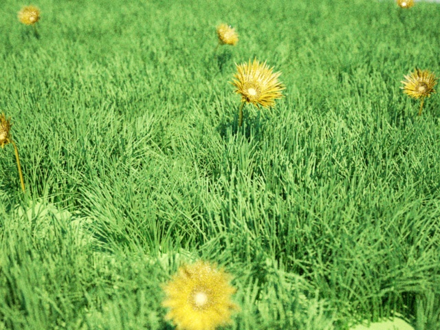 grass.jpg