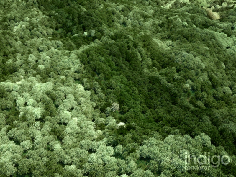 forest01.jpg