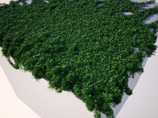 ivy.jpg