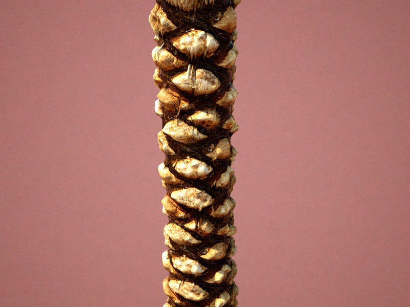 Palmier_2.jpg