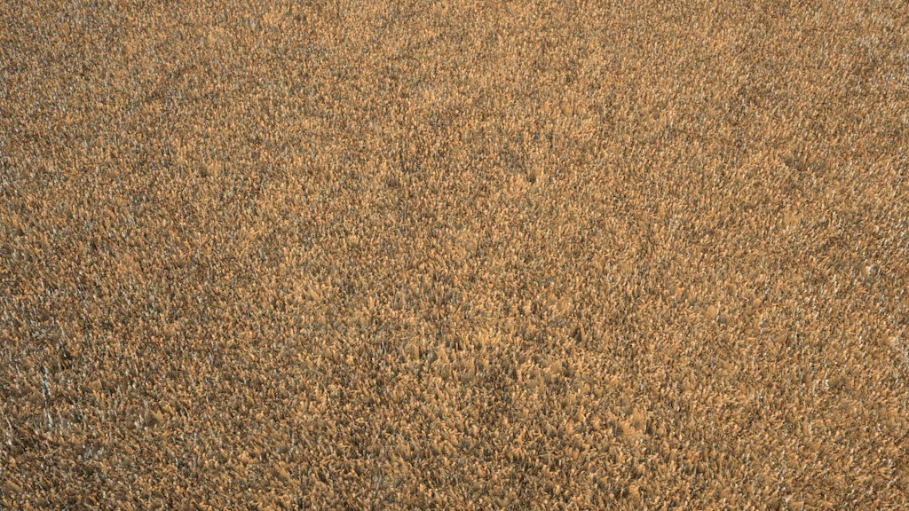 carpet.jpg