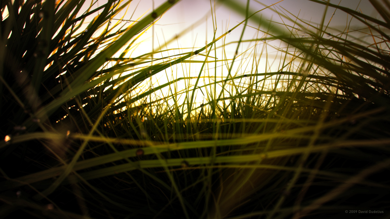 Evening Meadow