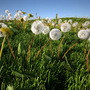 dandelion meadow