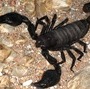 Black scorpion