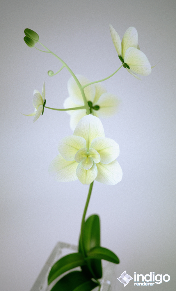 Orchid