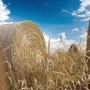 Hay Bales