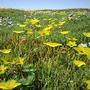 spring meadow