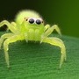 Green jumping spider